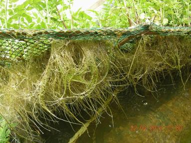 Commercial Aquaponics #8