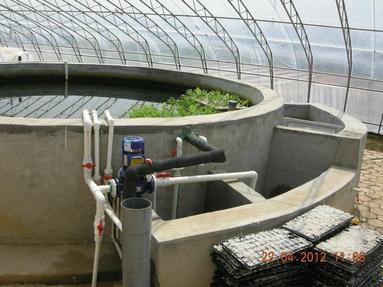 Design for aquaponic: Aquaponics concrete fish tank