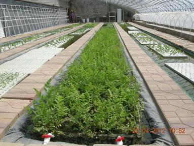  aeroponic piping, waiting for the racks that hold the plants to go in