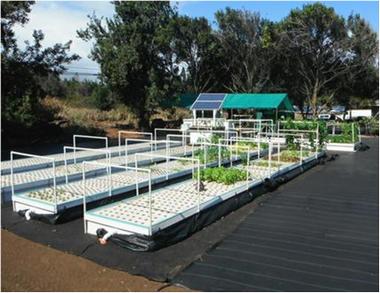 Friendly Aquaponics Newsletter #175