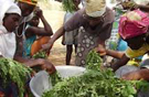 Moringa Ladies Moringa Ladies