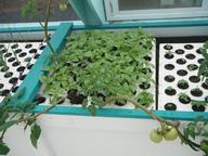 Large-leaf basil interplanted with tomatoes equals yummy pesto in the 