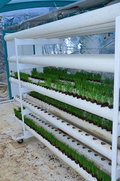 Aquaponics green onions ~ Waters sistem