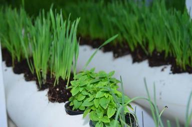 Closeup of plants growing in a Verticalis; 3-day old wheatgrass in the 