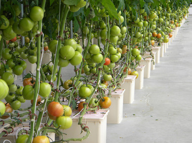 Aquaponic farming course in india The Worst Greenhouse Gasses You Haven’t Heard Of