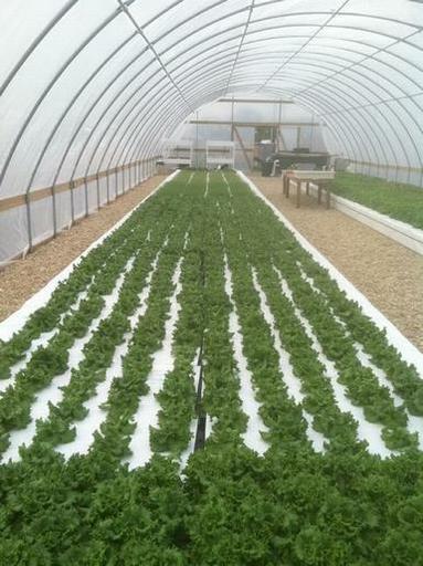 Friendly Aquaponics Newsletter #158