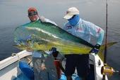 mahimahi1 4 mahimahi1 4