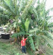 1-SameBananaAPWaterSmall 2 1-SameBananaAPWaterSmall 2