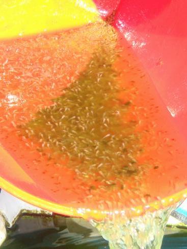 fryneggsinbucket fryneggsinbucket