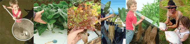 Images from our farmily aquaponics farm