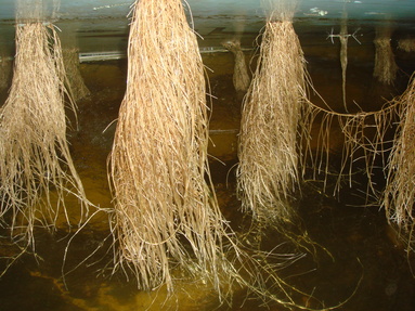 437 Fava roots 01 15 08 437 Fava roots 01 15 08